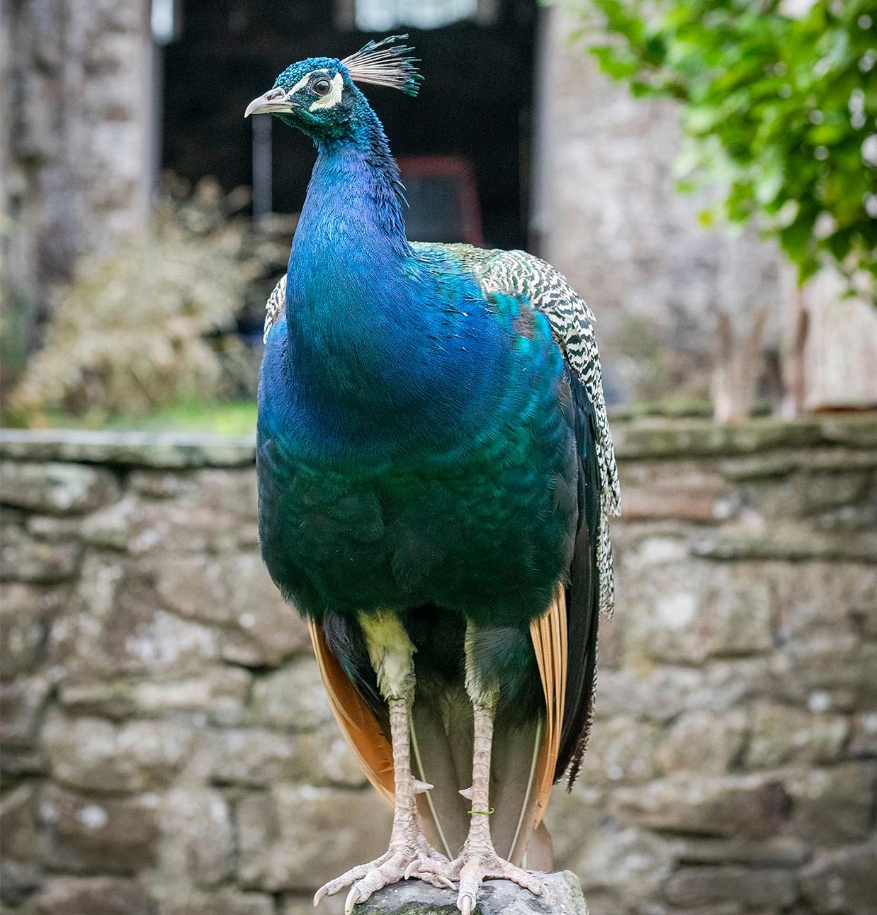 peocock2 The Peacocks at Glynhir mansion